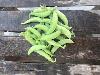 Peas, Sugar Snap